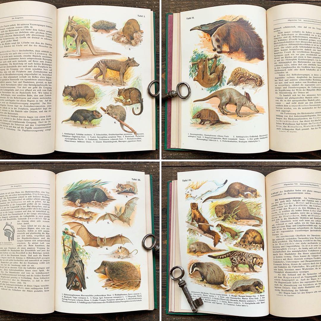 [雰囲気の動物達の絵]ドイツの古い哺乳類図鑑(1922年)/動物図鑑 雰囲気◎/