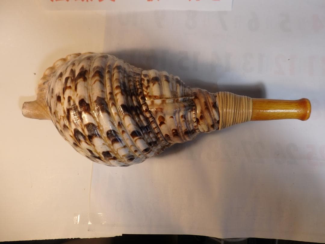 法螺貝 約39㎝ 木製歌口,新品 MH-474
