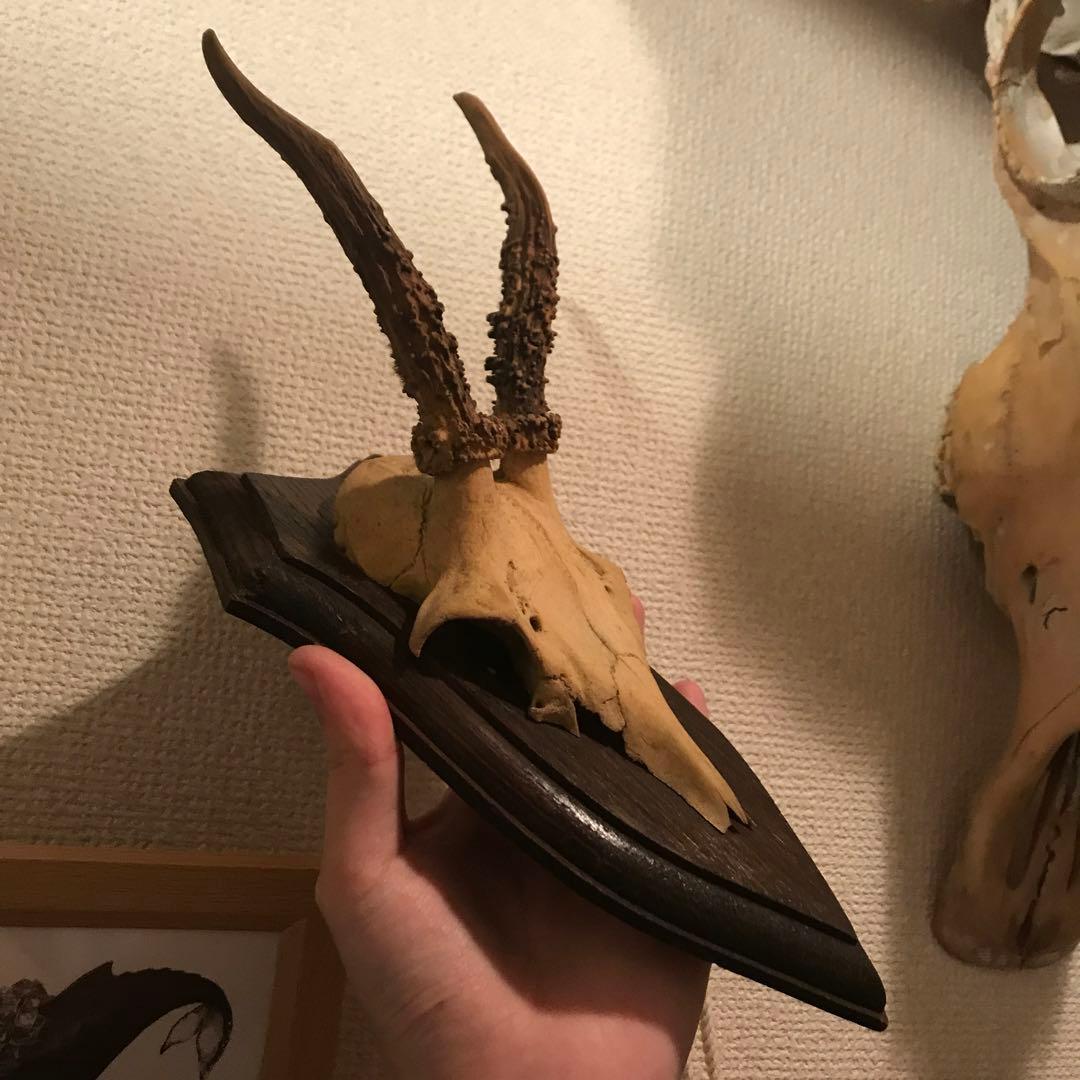 ノロジカ　ハンティングトロフィー　頭骨　鹿の角　剥製　アンティーク　雑貨　チーク