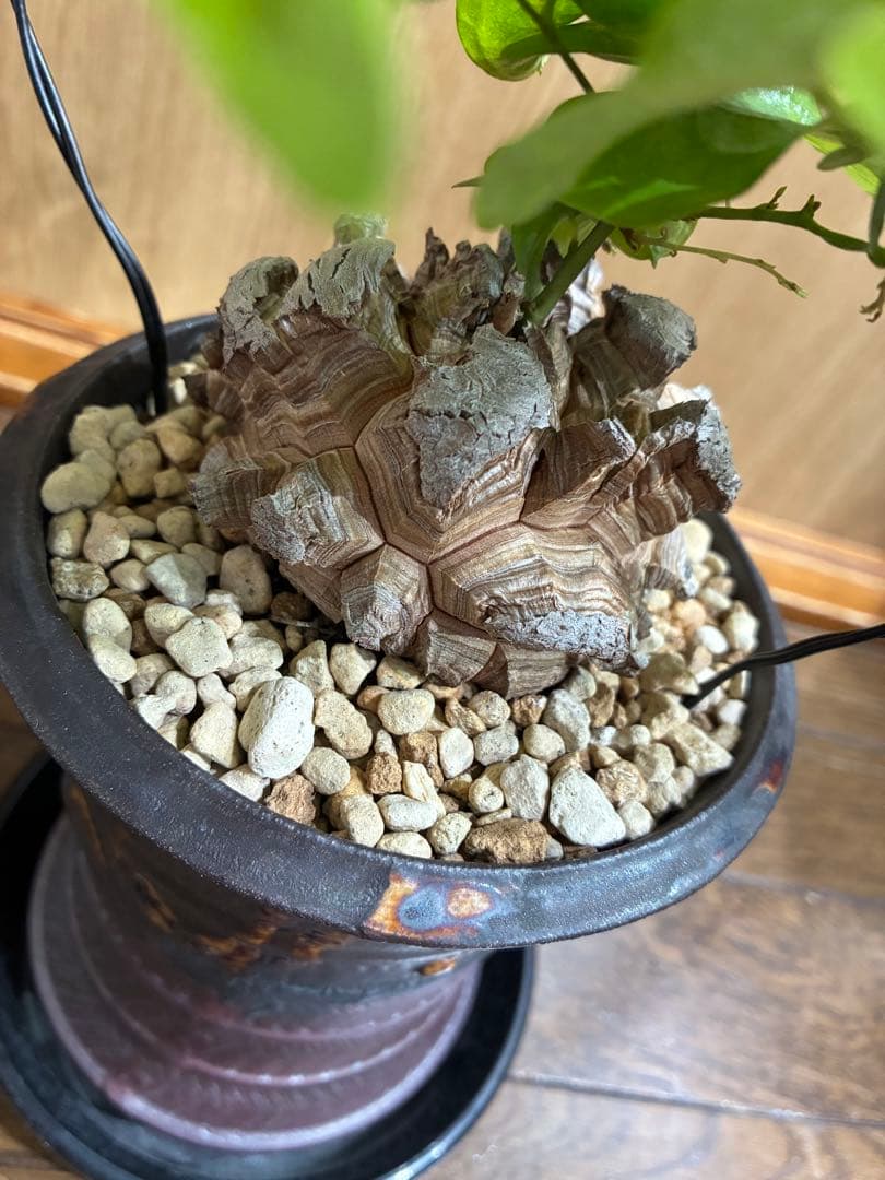 アルビ　美株　亀甲竜