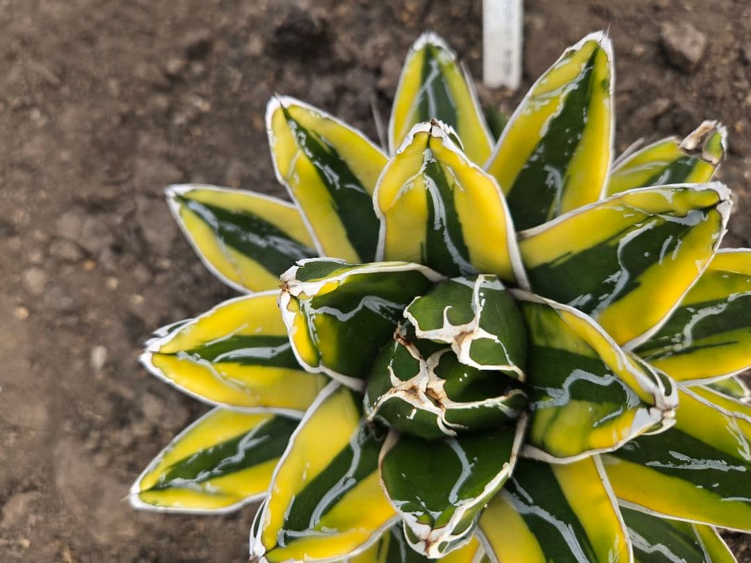 笹の雪　ダルマ輝山