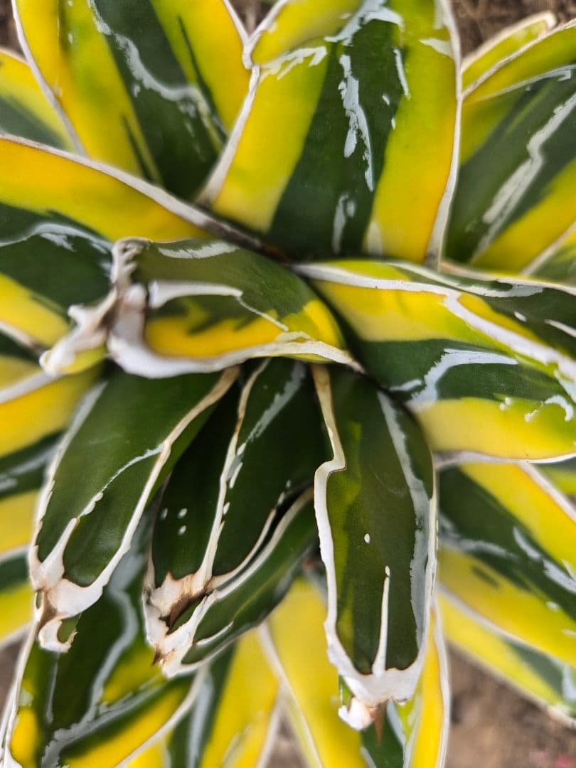 笹の雪　ダルマ輝山