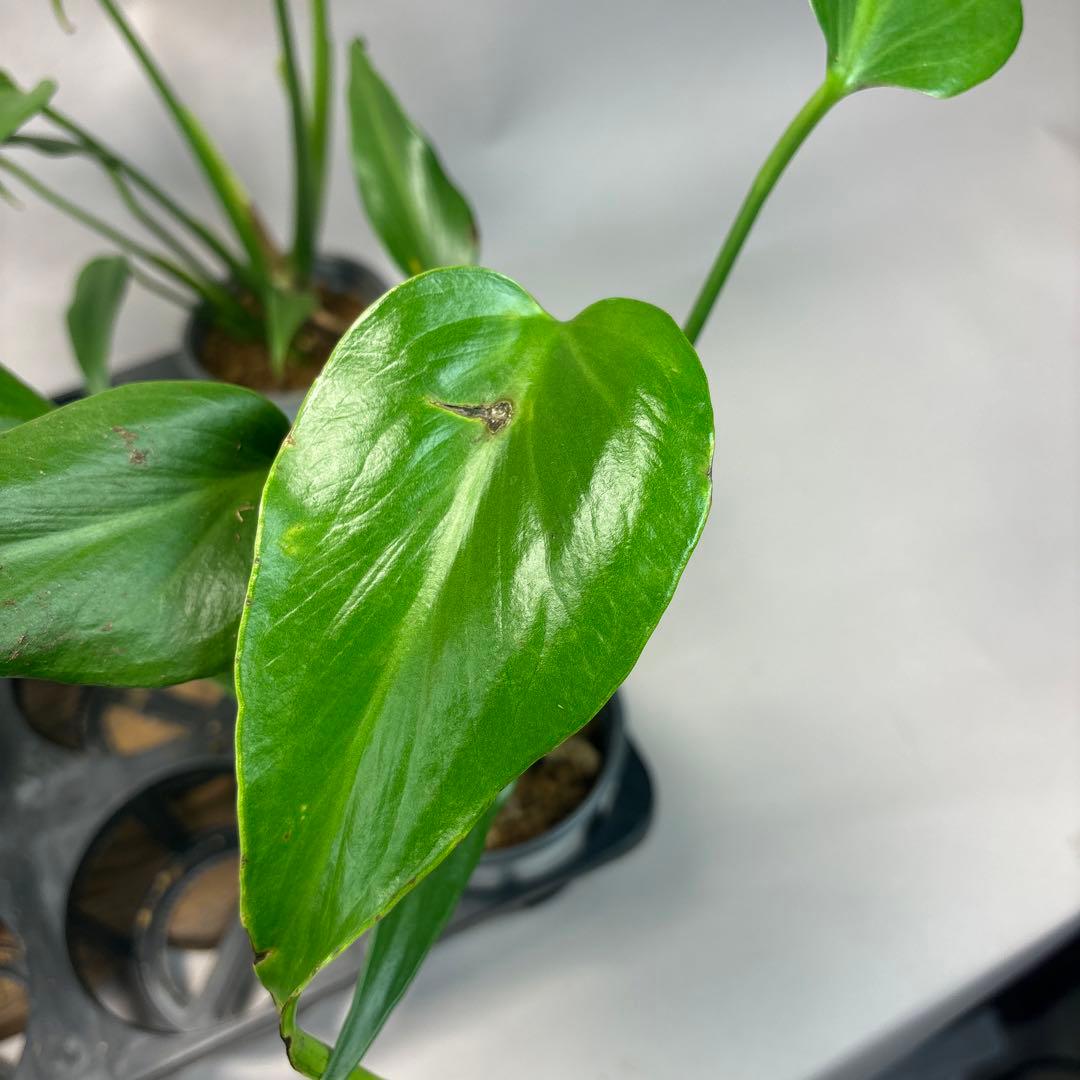 S*T様 訳あり5株セットms80モンステラ バールマルクスフレーム