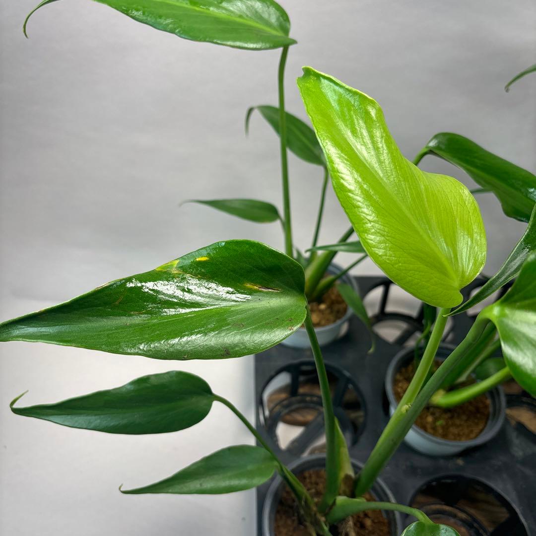 S*T様 訳あり5株セットms80モンステラ バールマルクスフレーム