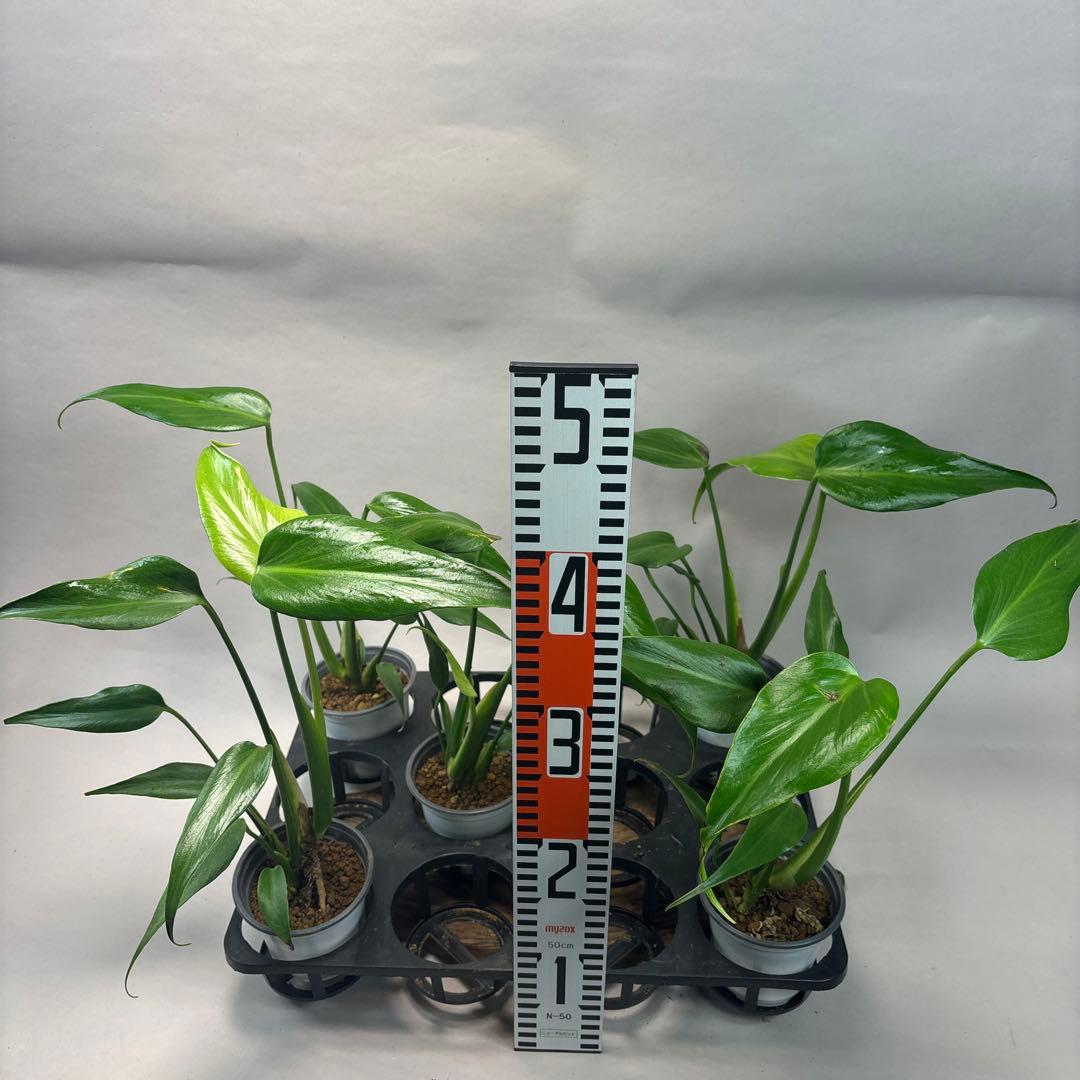 S*T様 訳あり5株セットms80モンステラ バールマルクスフレーム