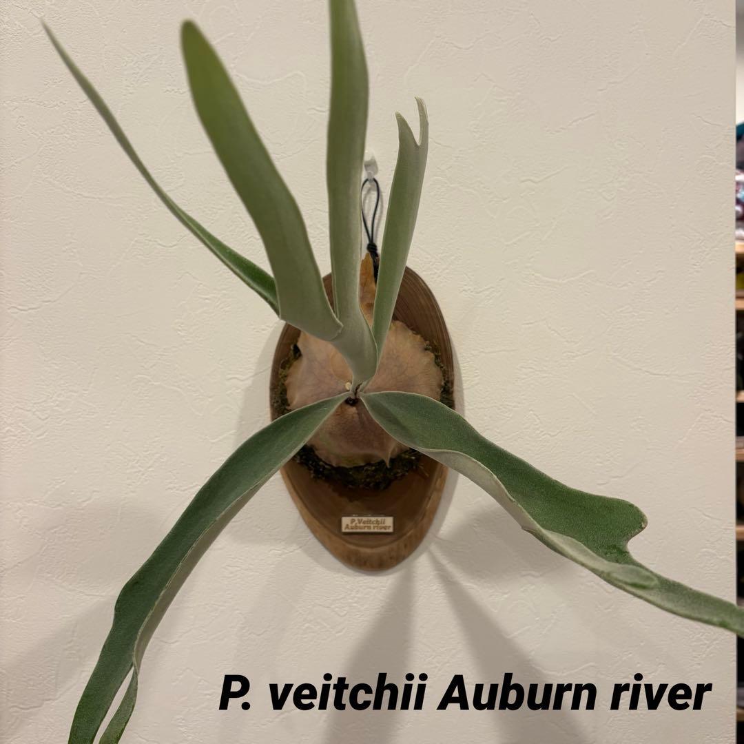 ベイチー　アーバンリバー