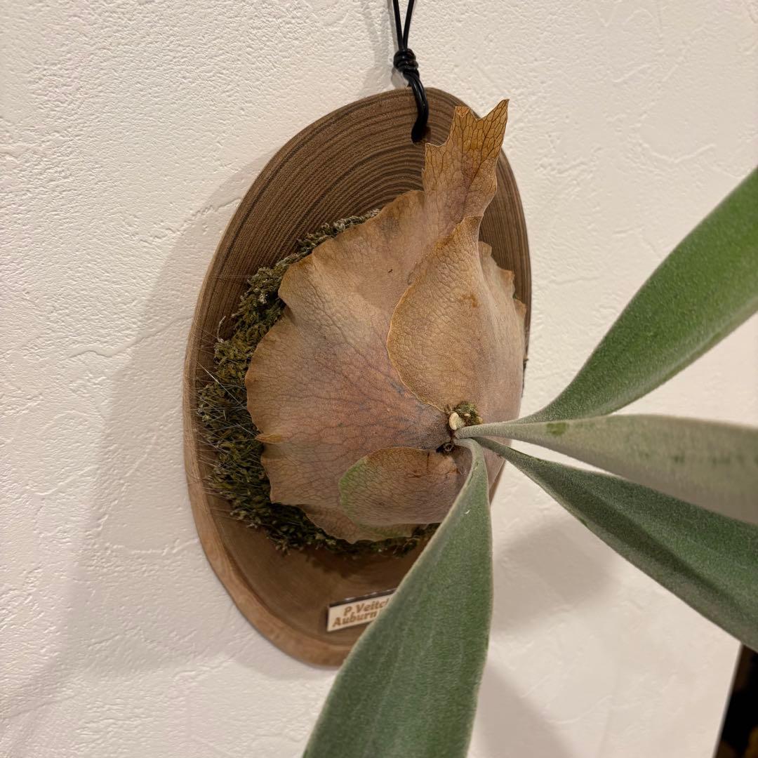 ベイチー　アーバンリバー