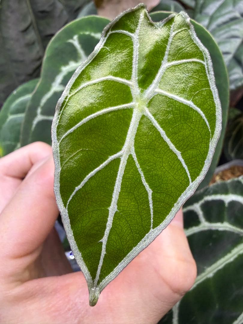 ア*屋様 アロカシア　ワトソニアナライトニング