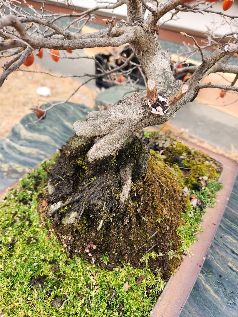 ローヤ柿　中品盆栽