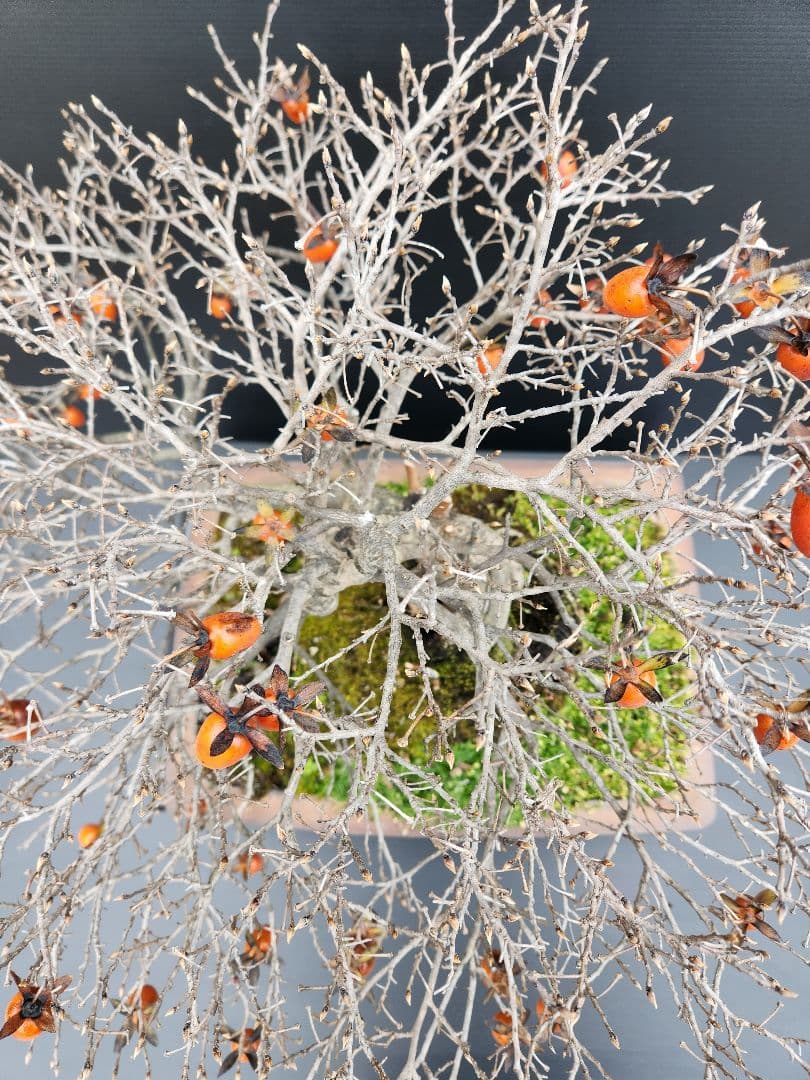 ローヤ柿　中品盆栽