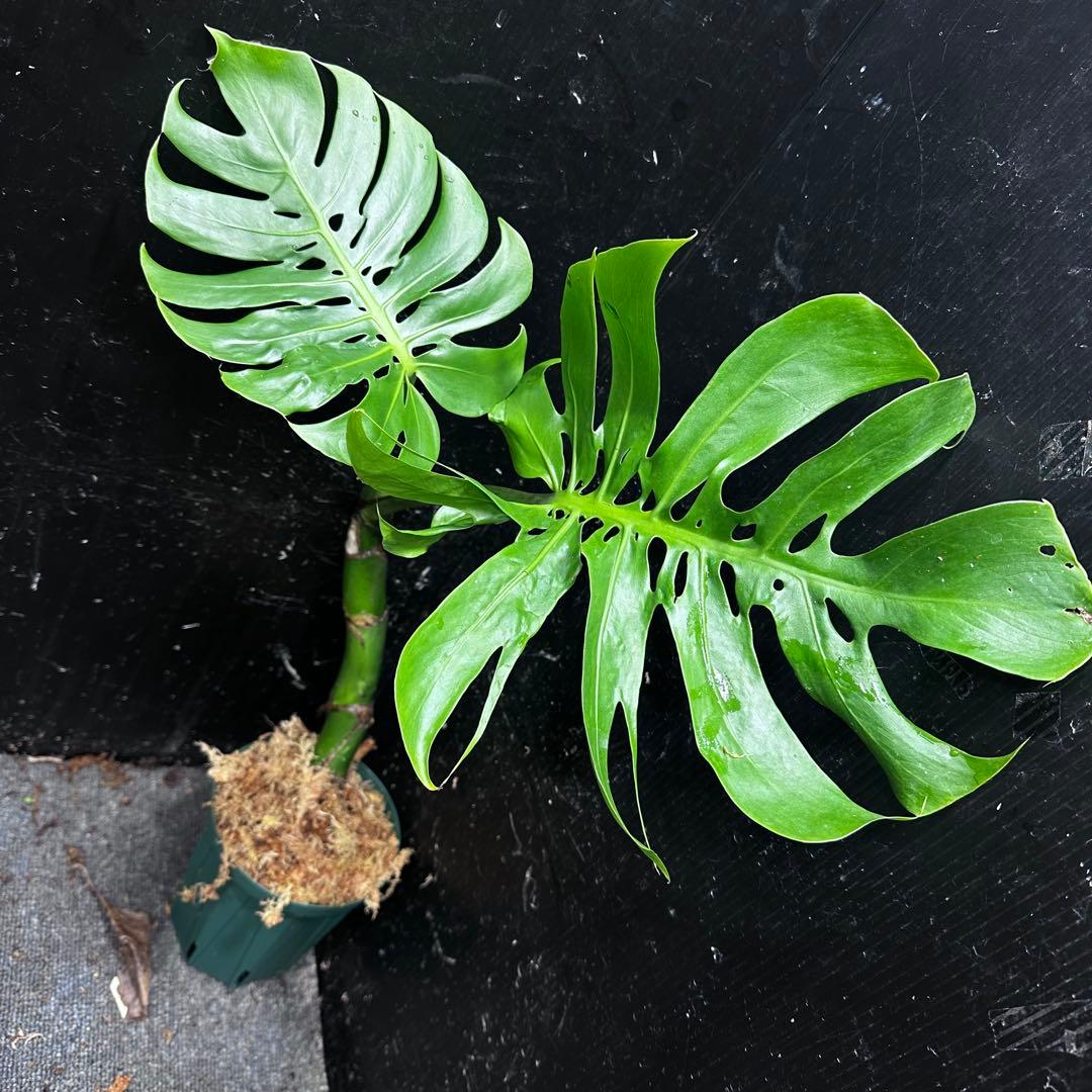 ご*ん様 モンステラデリシオーサマクロコズム超希少系統鉢植え58㎝