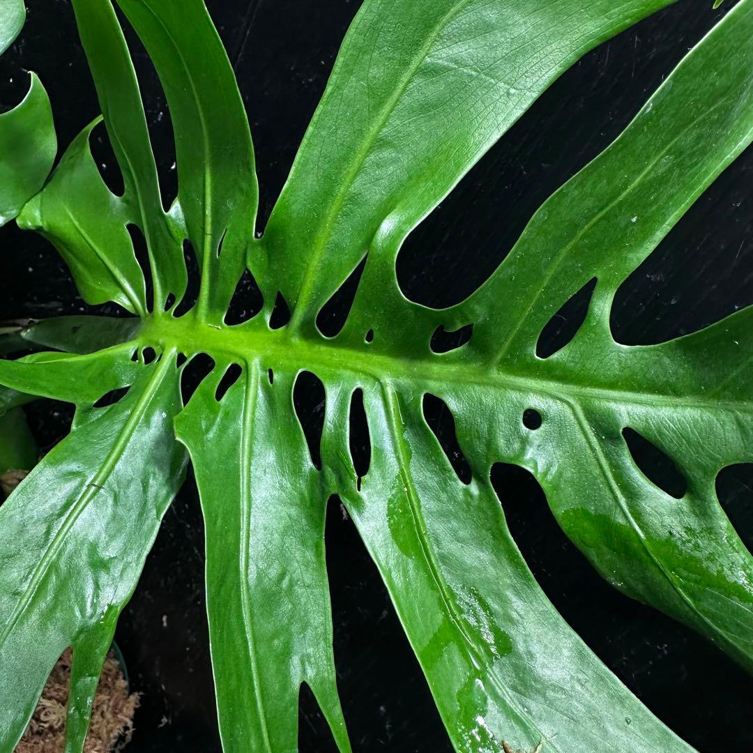 ご*ん様 モンステラデリシオーサマクロコズム超希少系統鉢植え58㎝