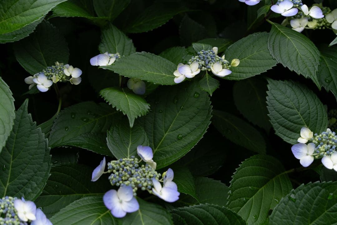 PENTAX K-3 mark III 20-40 Limitedレンズキット