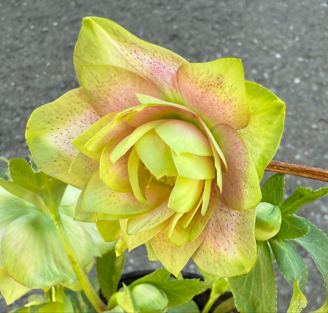 ★利休『かすり』★グリーンとピンクのコントラストが鮮やか★クリスマスローズ開花株