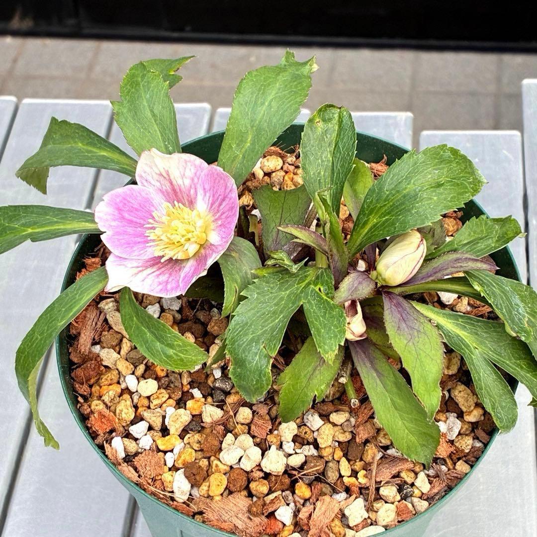 Y*i様 3551☘️蕾花付☘️超希少☘️筒型SD⭐️ポーセリン⭐️小輪⭐️ぼか