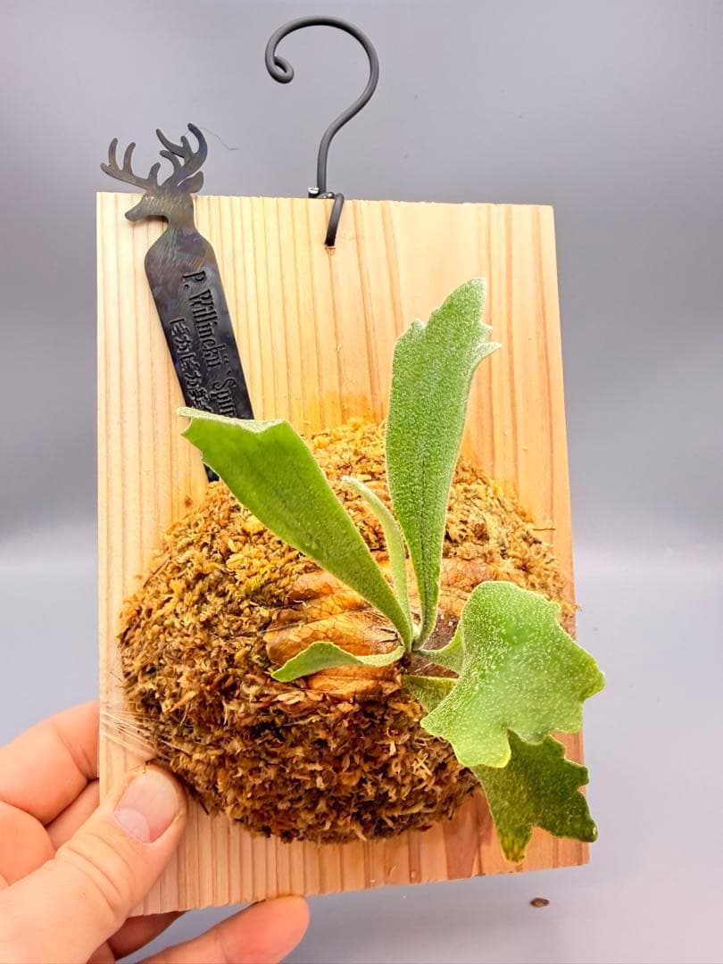 グレッチ　ビカクシダ　P. Willinckii 'Spur' pup