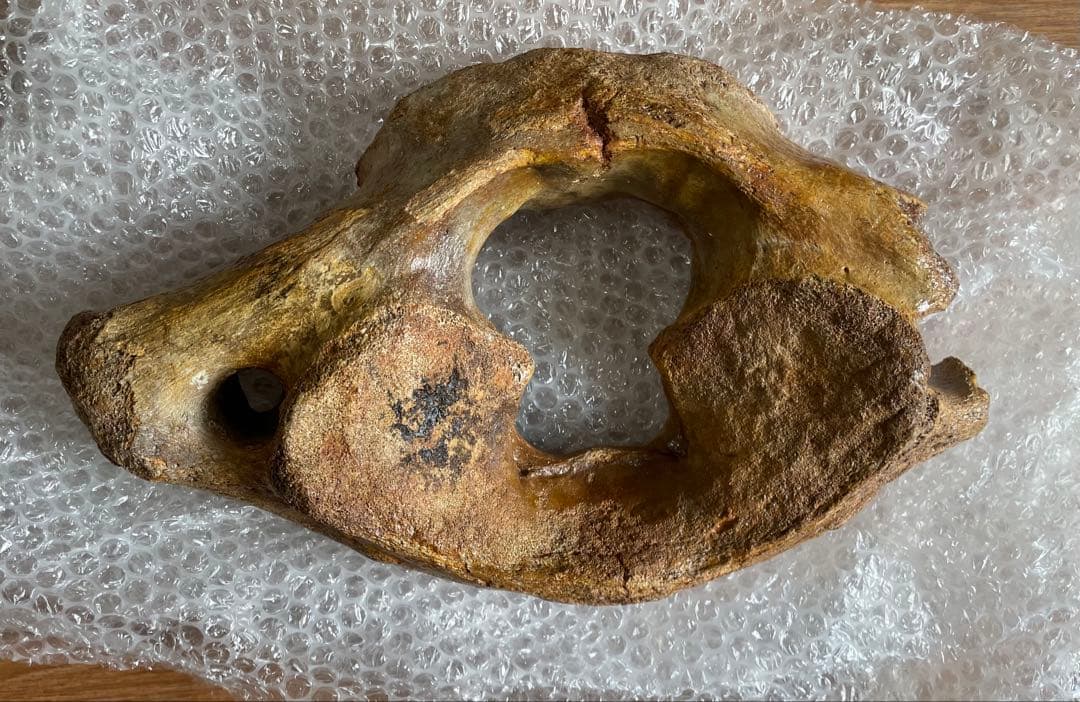 【セール】マンモスの環椎　化石　特大