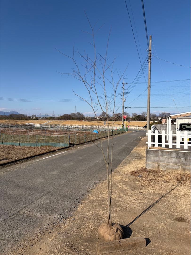 山採り コハウチワカエデ 自然樹形