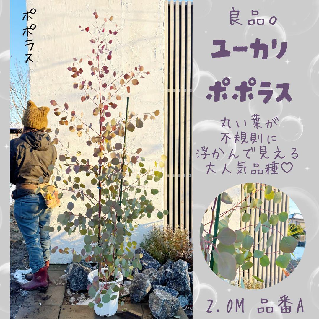 幹太。ユーカリポポラス2.0M(鉢底から)品番A
