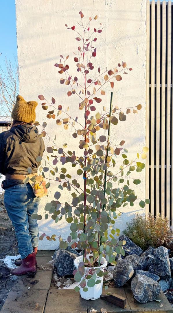 幹太。ユーカリポポラス2.0M(鉢底から)品番A