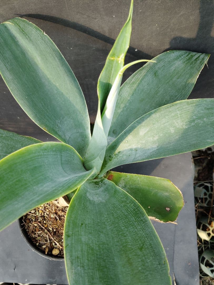 に*ろ様 アガベ　アテナータ　ハンチントンブルー