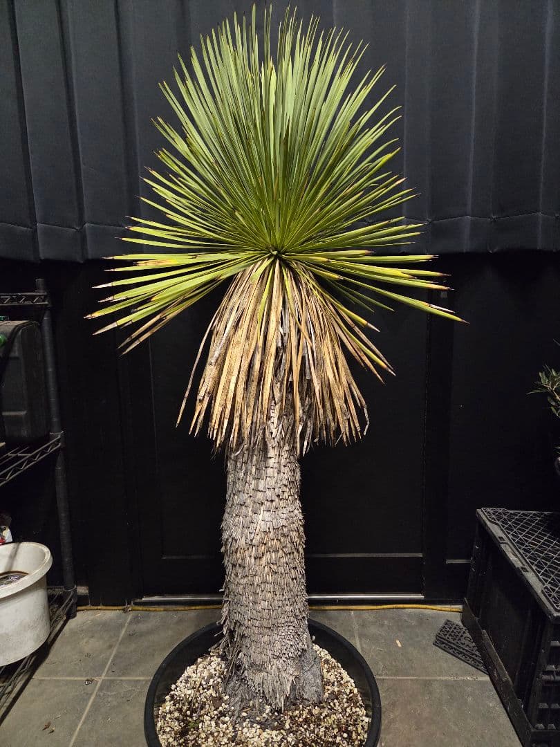 専用出品 リピ、特割 ユッカ リネアリフォリア (つ) 太株