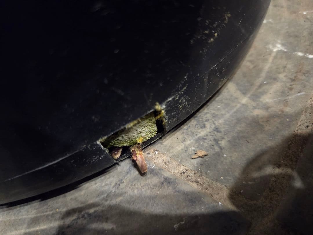 専用出品 リピ、特割 ユッカ リネアリフォリア (つ) 太株