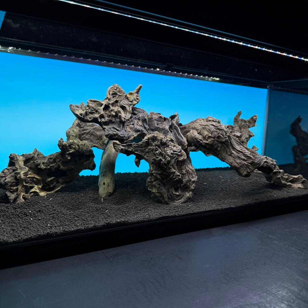 MJW-6812 「特大」ジンジャーウッド　90cm水槽用　天然流木3本セット