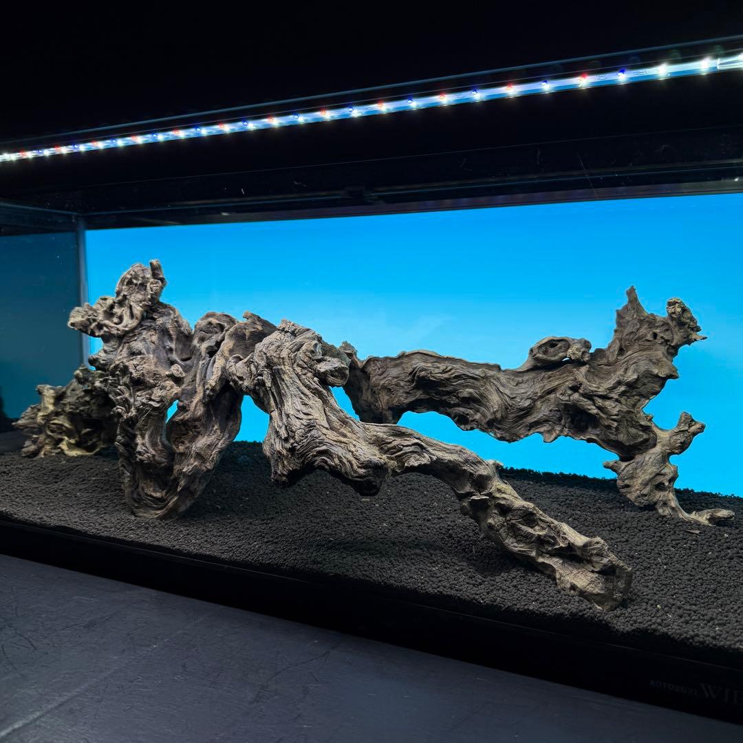 MJW-6812 「特大」ジンジャーウッド　90cm水槽用　天然流木3本セット