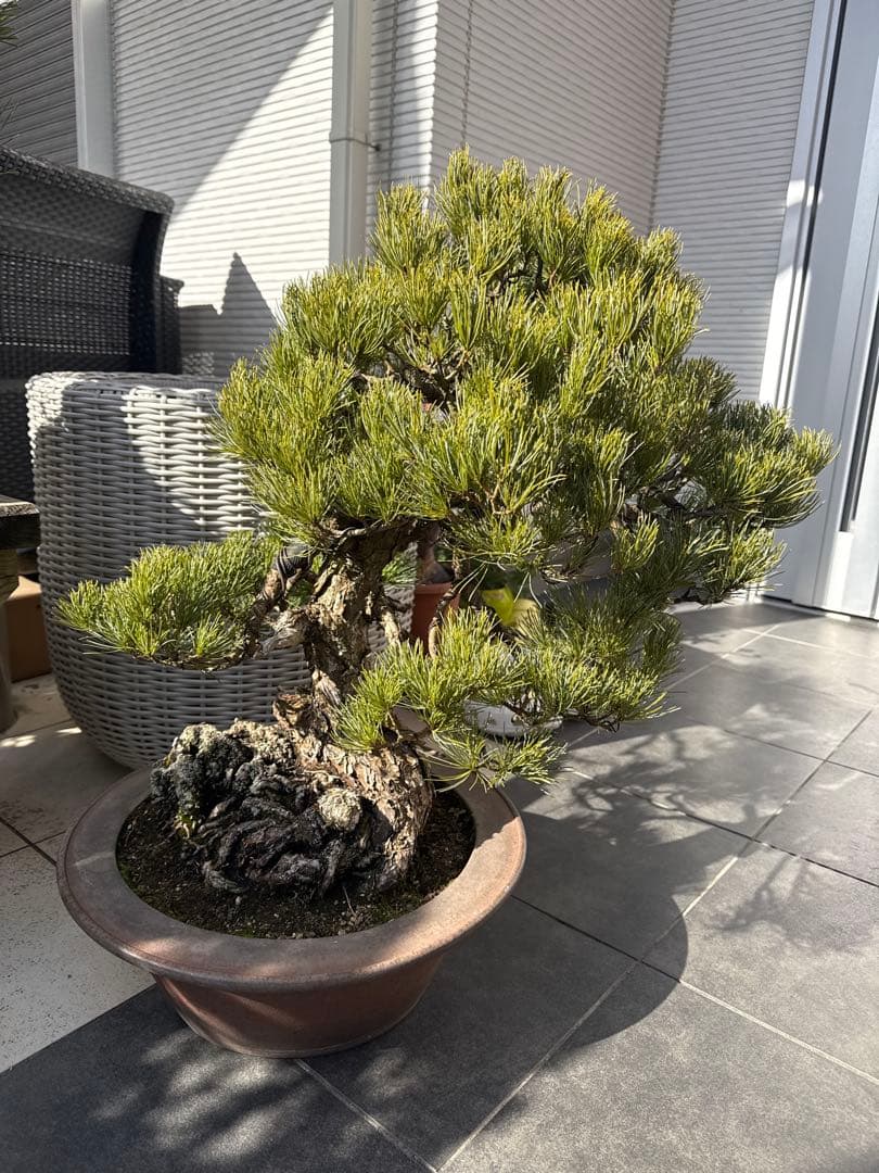 kouichi ページ　五葉松3点