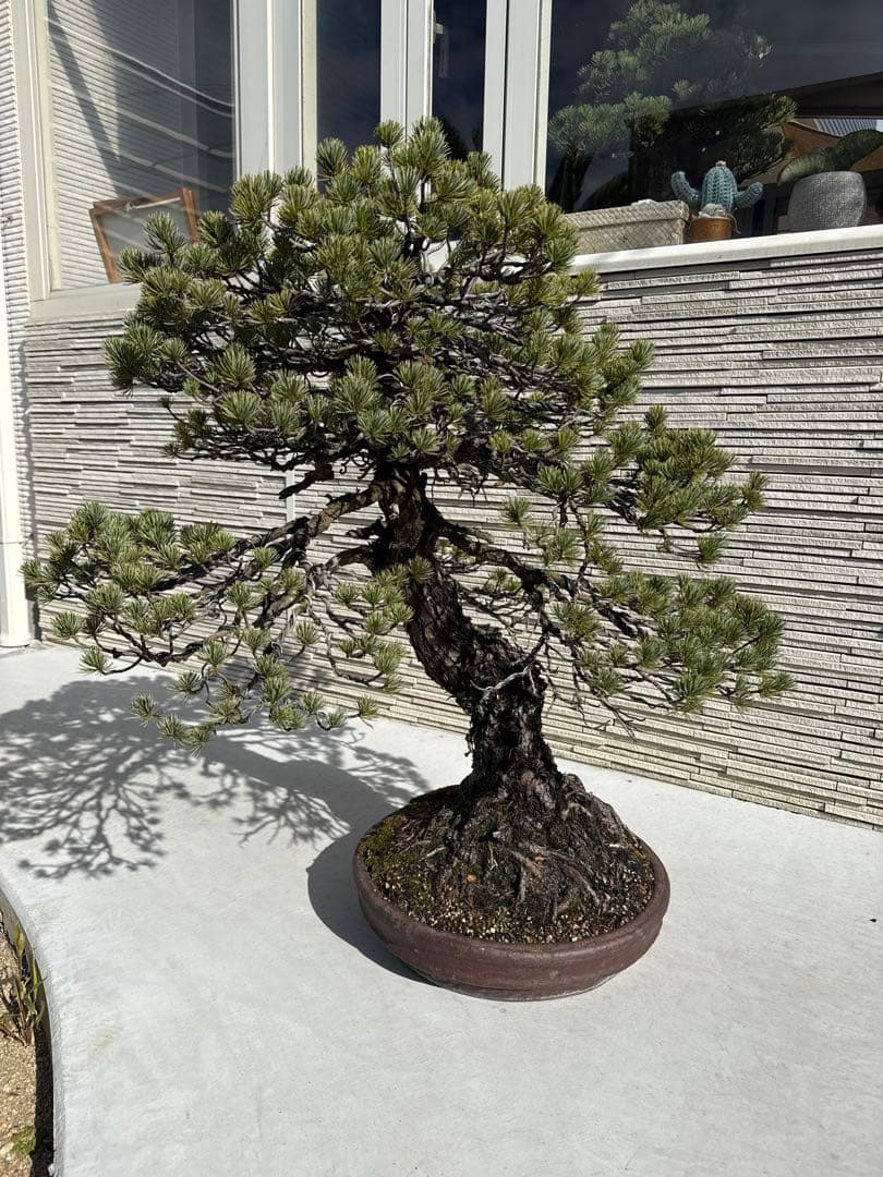 kouichi ページ　五葉松3点