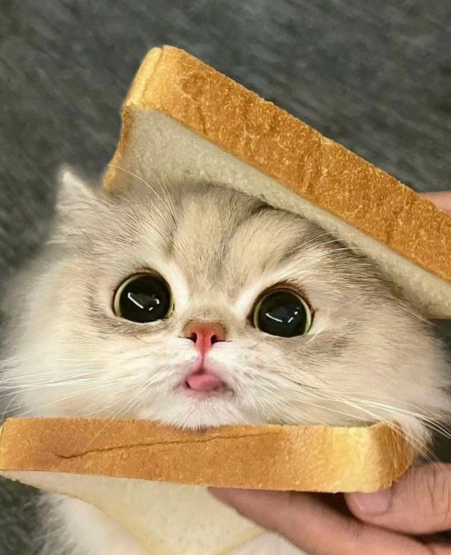 動く点P様、専用ページ