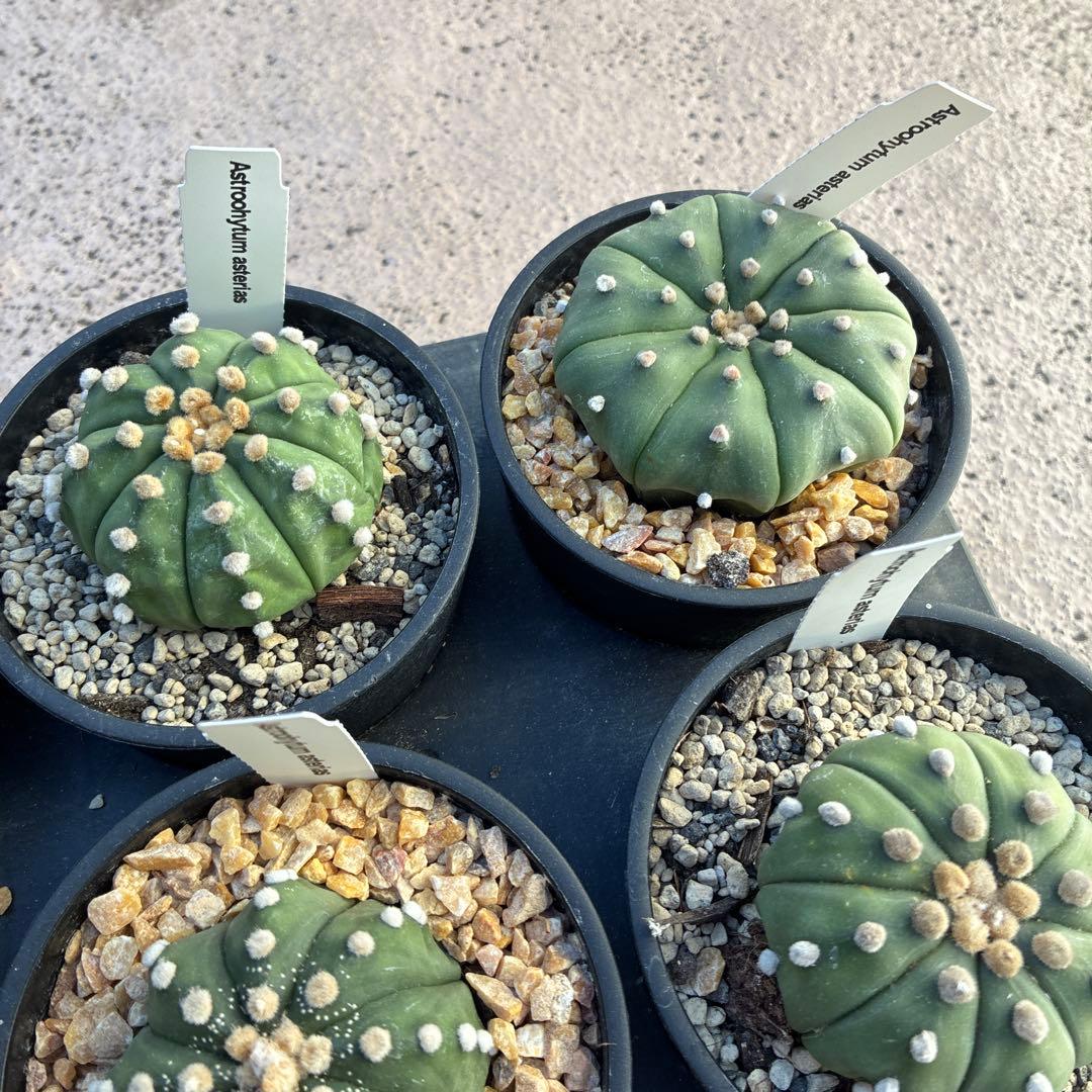 アストロフィツム 'スーパー兜'15鉢　3.5寸サイズ