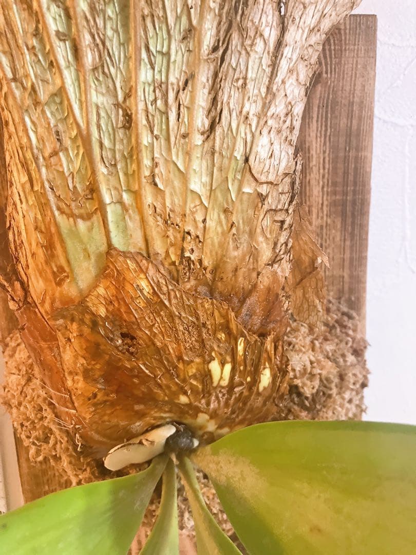 美形ビカクシダ　ウィリンキーwild\"east java\" コウモリラン