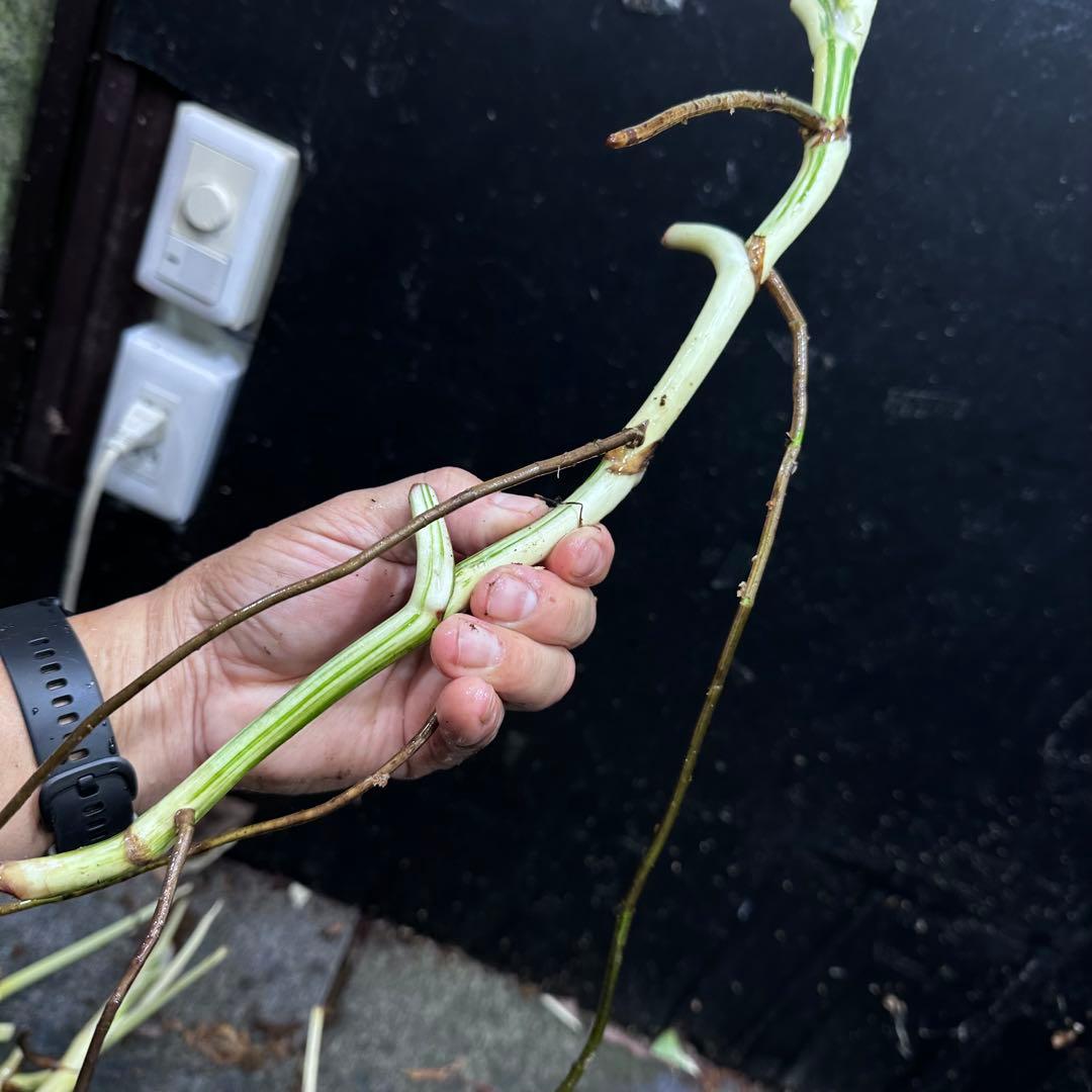 超*✿様 斑入りモンステラホワイトタイガー大茎7株おまとめ