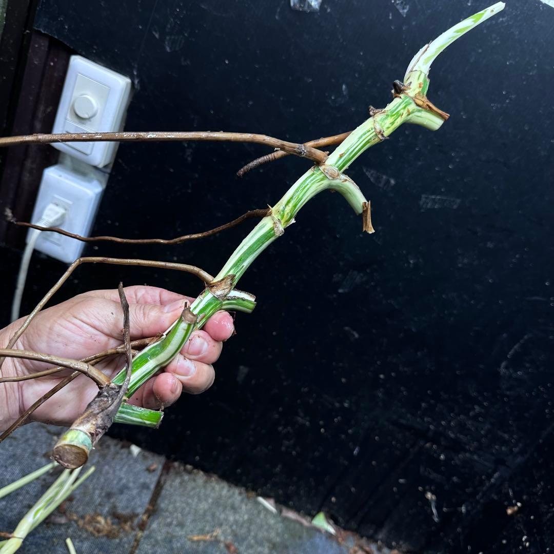 超*✿様 斑入りモンステラホワイトタイガー大茎7株おまとめ