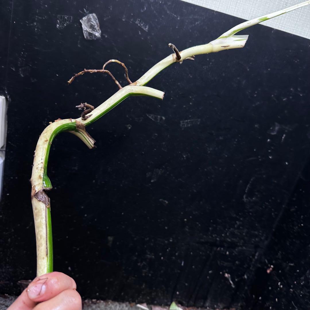 超*✿様 斑入りモンステラホワイトタイガー大茎7株おまとめ