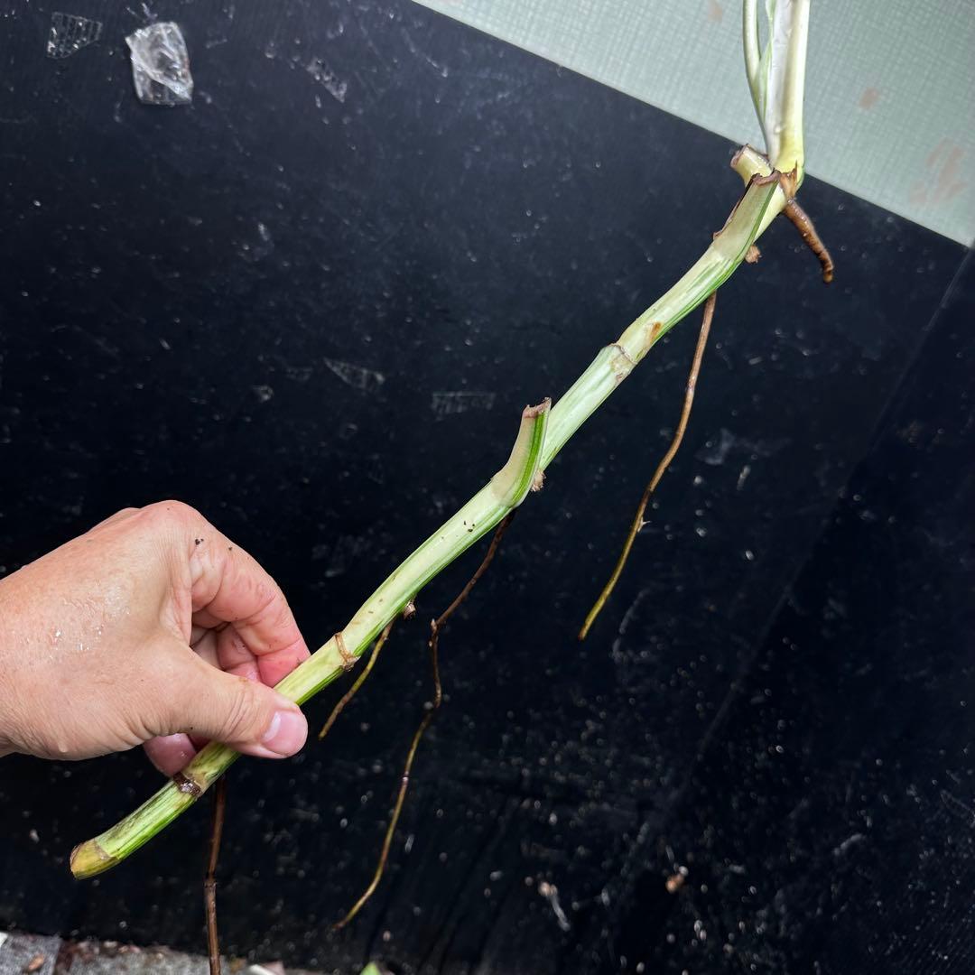 超*✿様 斑入りモンステラホワイトタイガー大茎7株おまとめ