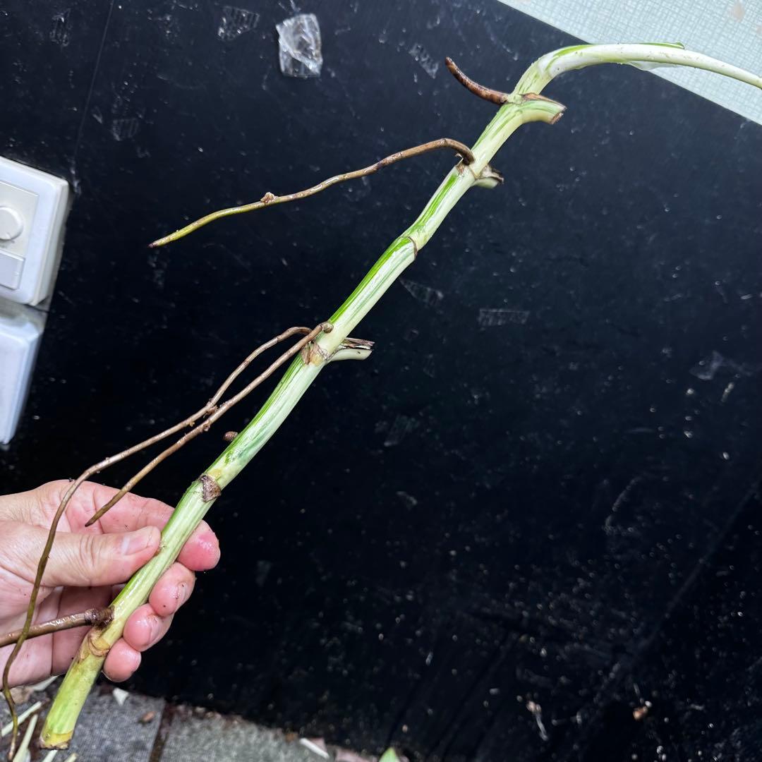 超*✿様 斑入りモンステラホワイトタイガー大茎7株おまとめ