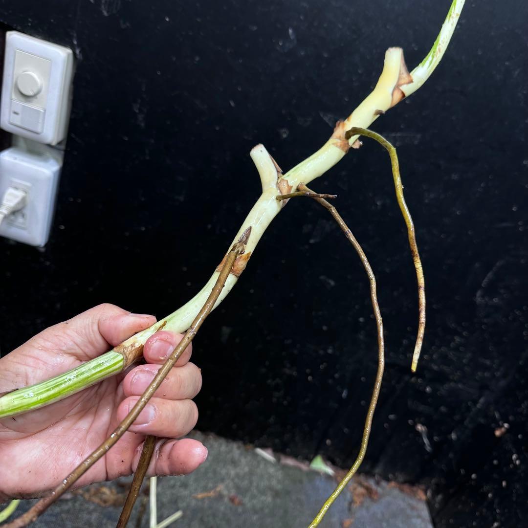 超*✿様 斑入りモンステラホワイトタイガー大茎7株おまとめ