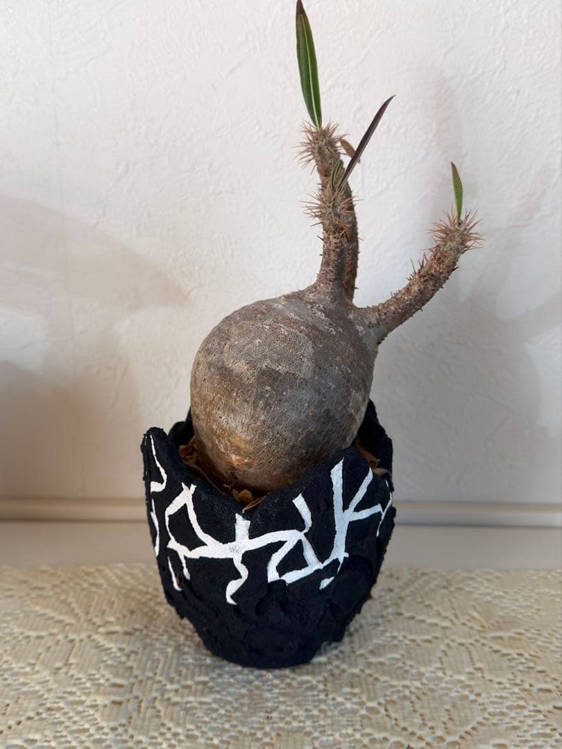 グラキリス　鉢付き