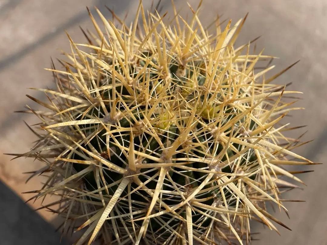 サボテン フェロカクタス 黄金冠 古株 大きめ