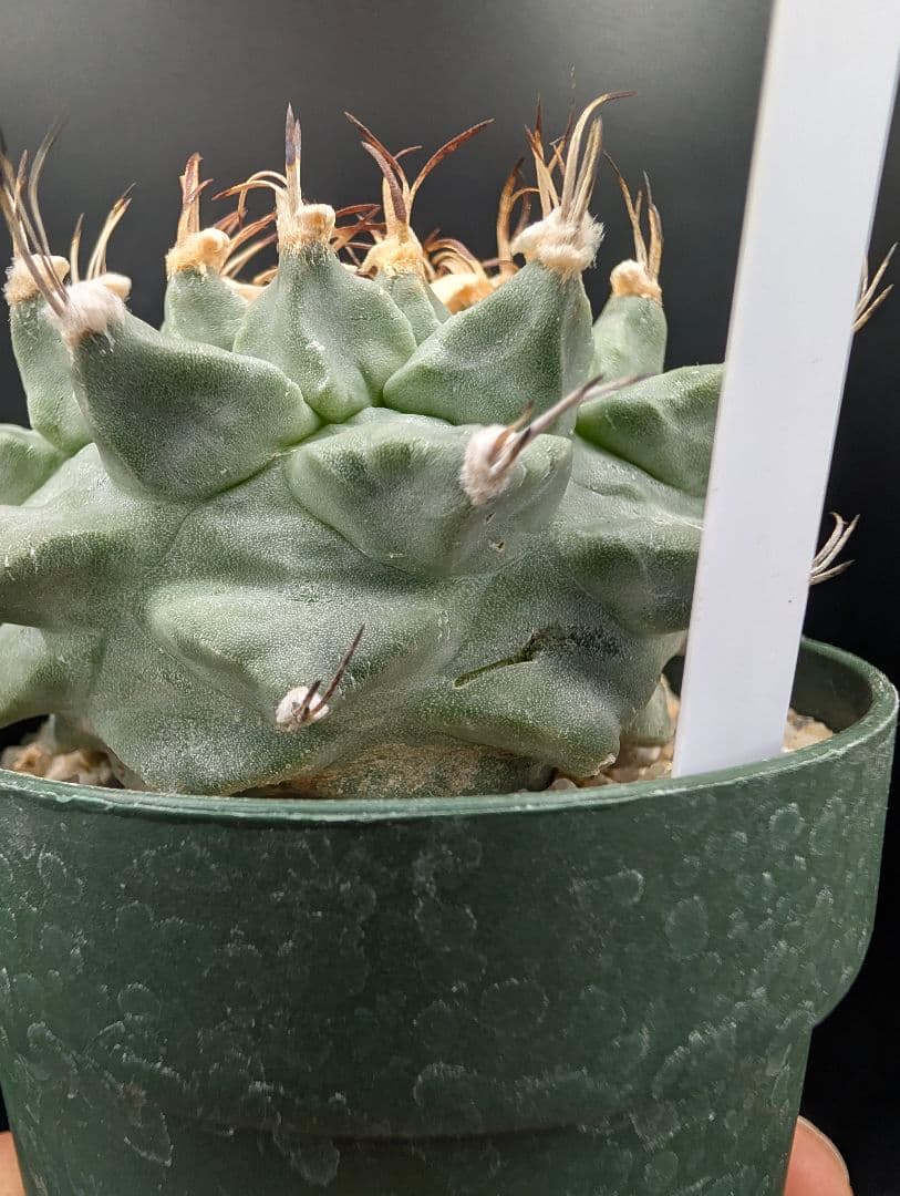 k*n様 大疣アロンソイ 国内実生 鉢植え メルカリ便送料込み