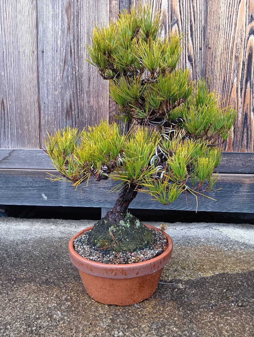 黒松（かなり年数持ち込み古い）