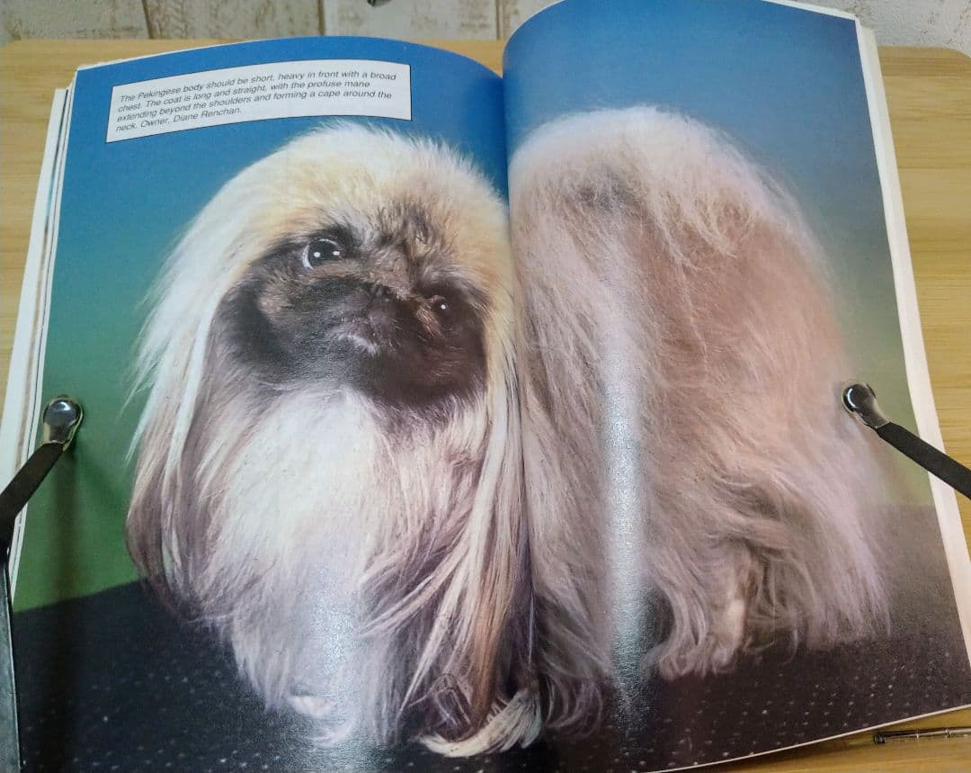 ペキニーズ書籍4冊セット 本 洋書 写真 pekingese PEKINGESE