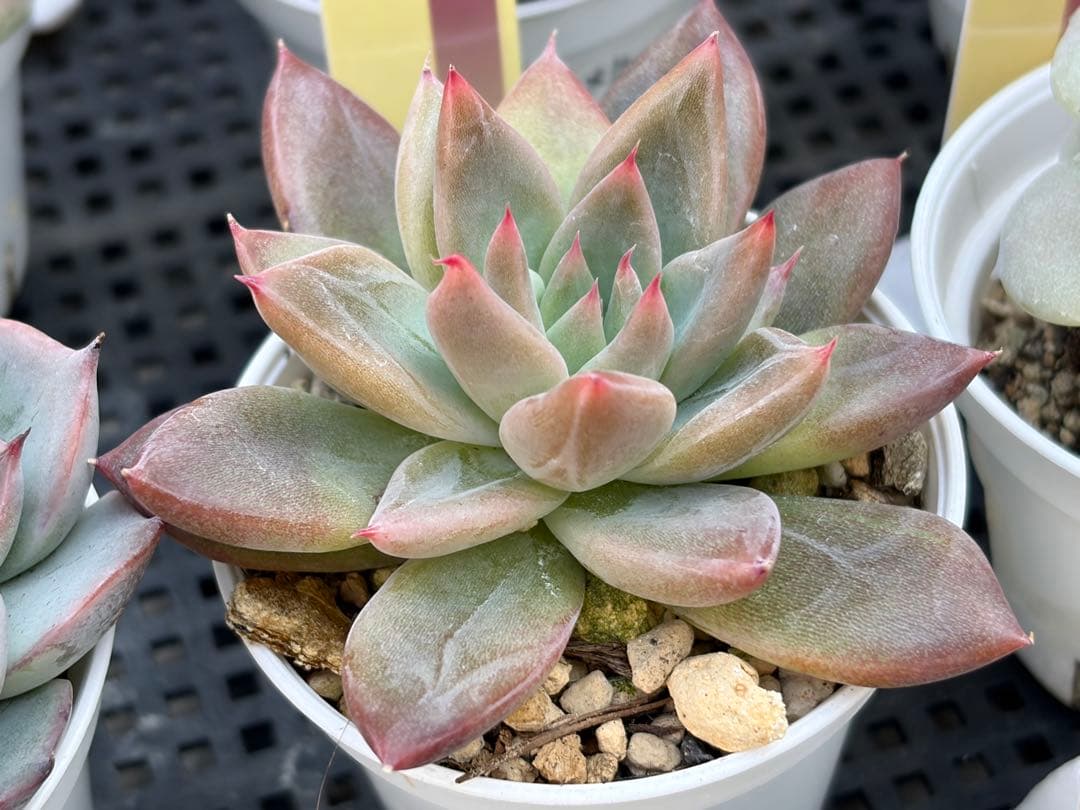 おらいさん苗12個セット　そわそわオマケで13苗ミックスベリア　エケベリア多肉