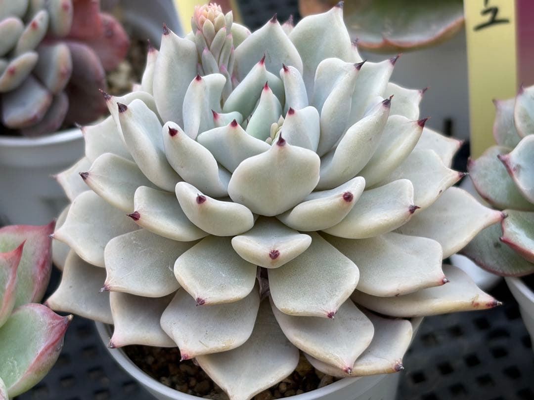 おらいさん苗12個セット　そわそわオマケで13苗ミックスベリア　エケベリア多肉