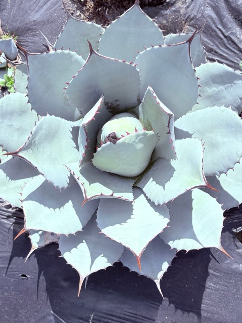 アガベ　吉祥天　子株付き