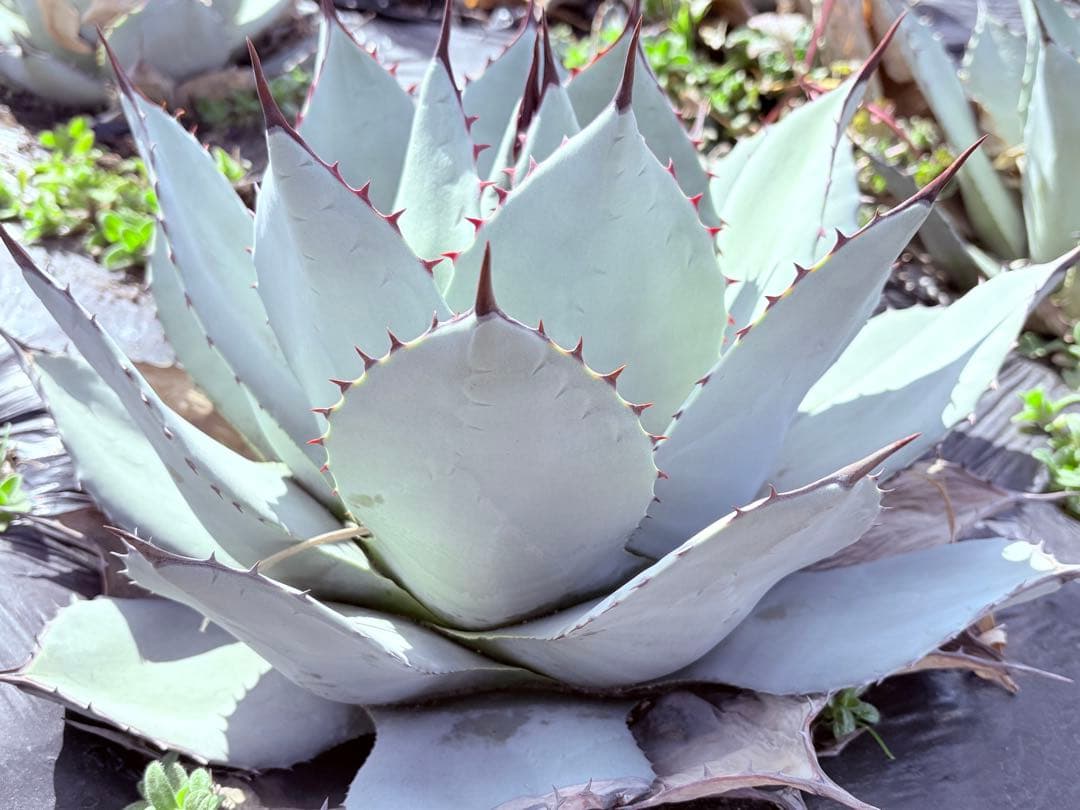 アガベ　吉祥天　子株付き