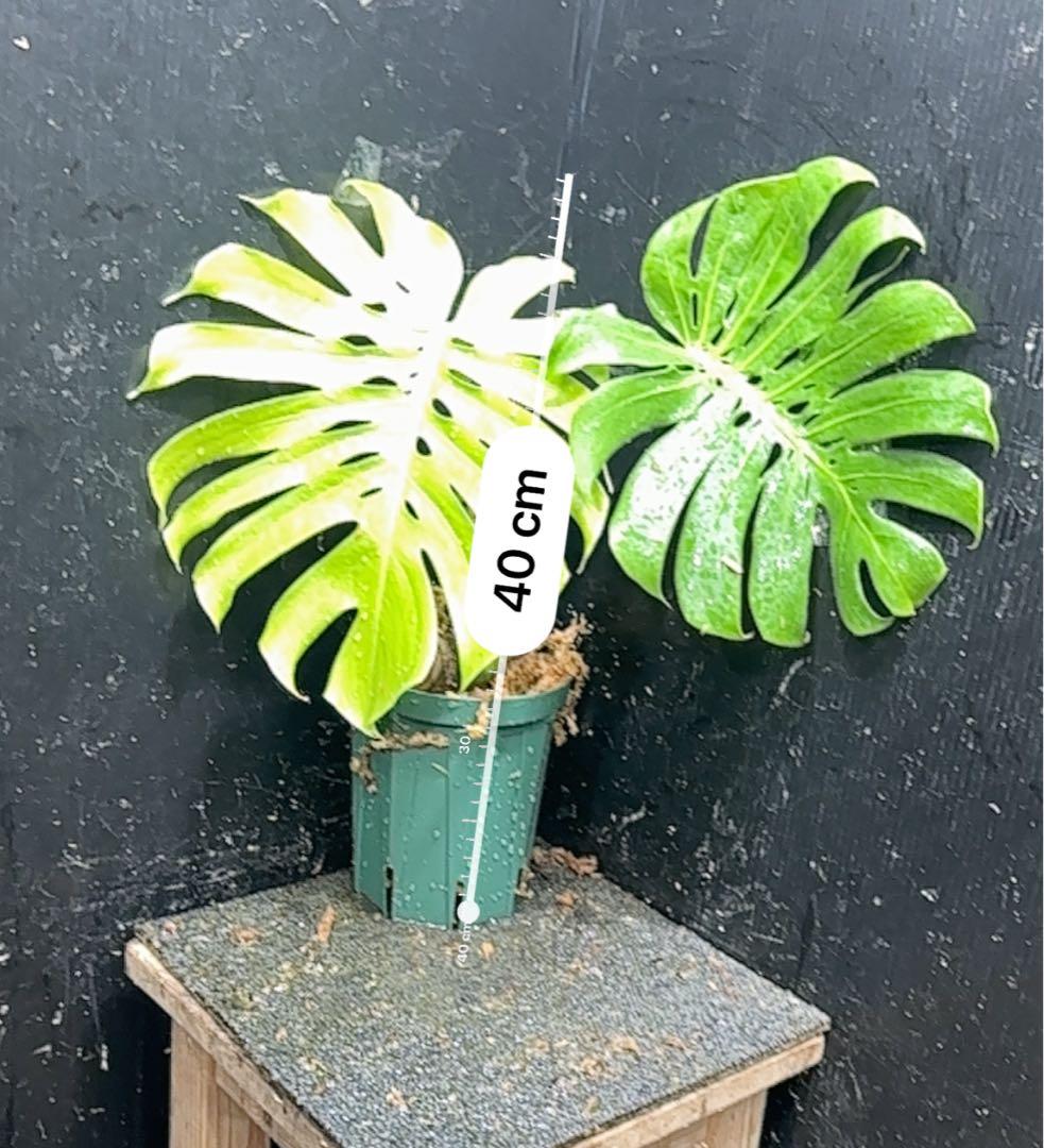 も*ぎ様 モンステラデリシオーサマクロコズム超希少系統鉢植え40㎝
